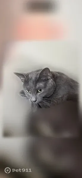 Lost male cat, Abrams Road, 12250, Dallas — gray - photo