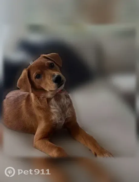 Lost female dog, Dolorosa Street, 100, San Antonio — chocolate Labrador mix - photo