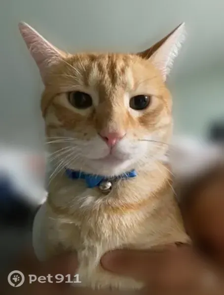 Lost male cat, Sherman Avenue, North Chicago, Chicago — green/hazel eyes - photo