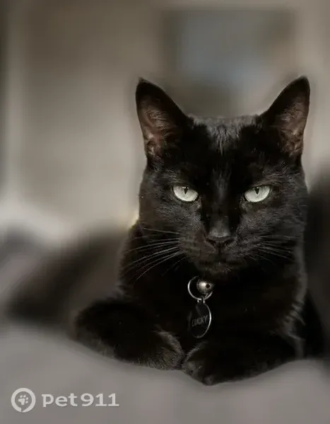 Lost female cat, Lake Angelus — black domestic shorthair - photo
