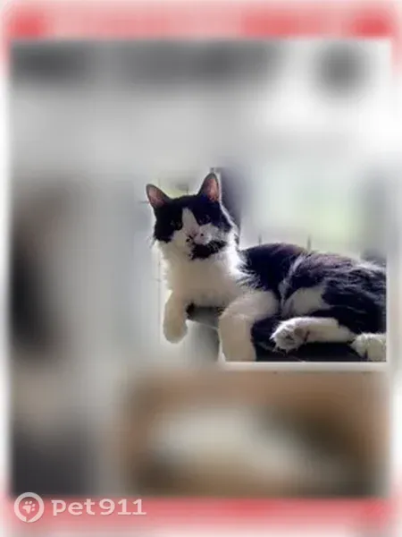 Lost cat, female, Coventry Road, Cleveland Heights — yellow eyes, no collar - photo
