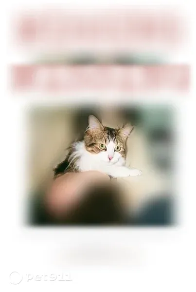 Lost cat, Grant Street Northwest, 18791, Elk River, Elk River — male with green-yellow eyes - photo