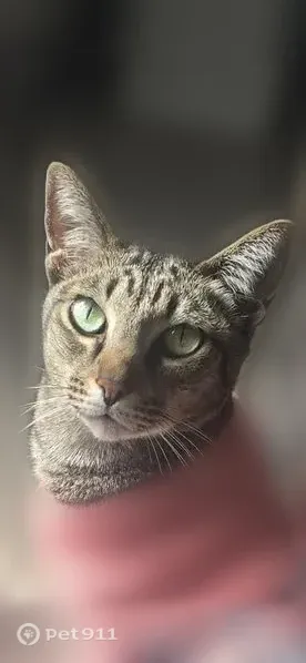 Lost cat, female, Willson Road, 1001, El Cajon — very sweet tabby - photo