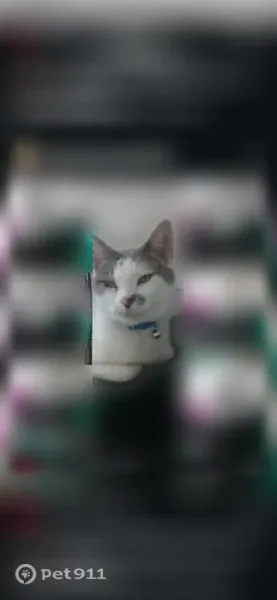 Lost female cat, Forest Parkway, Sacramento — extremely friendly - photo