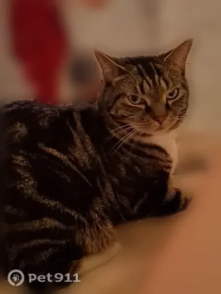 Lost cat, Starrett Road, 37, Lynn — male named Ted - photo