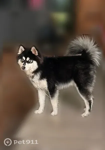 Lost dog, male, Iva Street, 1560, Belsay, Burton - photo