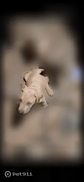 Lost dog, Tyler Foote Crossing Road, North Columbia, Nevada City — one grey puppy has a white chest spot - photo