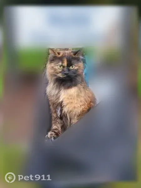 Lost cat, Mill Street Southeast, 410, Salem — long-haired Persian with a gold forehead mark - photo