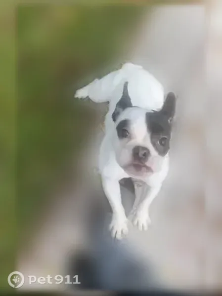 Lost female dog, Southwest 13th Court, 3755, Fort Lauderdale — white French Bulldog mix with black facial markings - photo