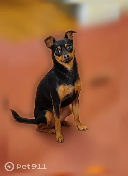 Lost dog, Selden Street, Worcester, Boston — black and brown Mini Pinscher - photo