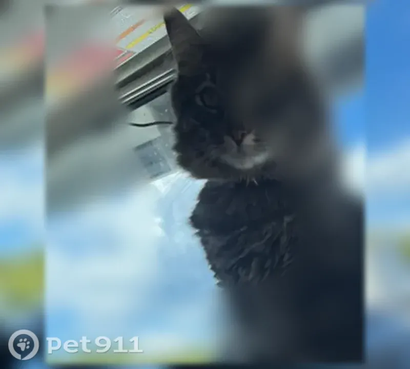 Lost cat, Frontage Road North, 3725, Lakeland — male, part Maine Coon, wearing a collar - photo