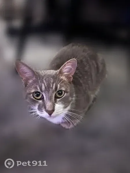 Lost male cat, Caribbean Drive, 34, Wasaga Beach, North Bay — small, grey and white, neutered - photo