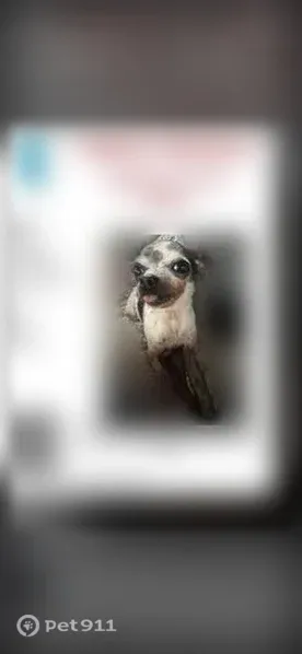 Lost female dog, South Keeler Avenue, 1615, Chicago — part of left ear missing - photo