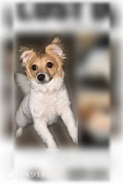 Lost dog, Pear Avenue, 7289, Winton — female with a brown face - photo