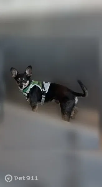 Lost male dog, Parkway Towne Crossing, Frisco — black Chihuahua terrier - photo