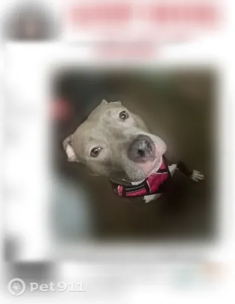 Lost dog, female, Spring Trce, 3639, Decatur, Stone Mountain — blue-gray coat with white paws - photo