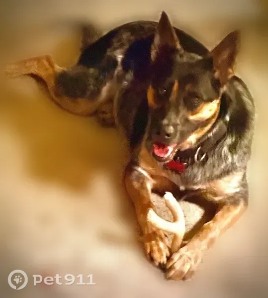 Lost dog, Eagle Ranch Road, Colorado, Pueblo — female Heeler/Malinois with collar and leash - photo