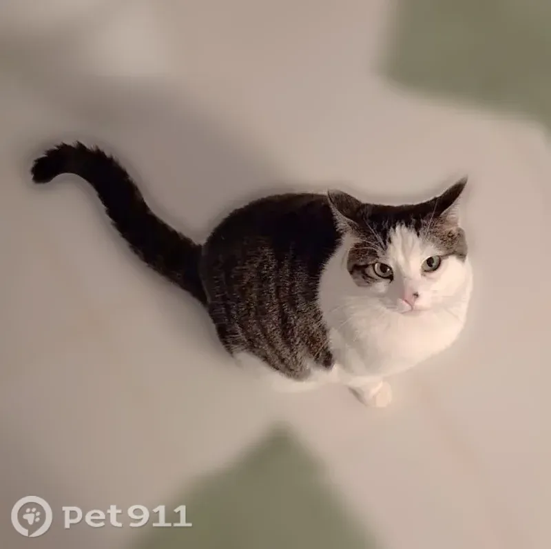 Lost cat, male, Cardinal Avenue, Level Park-Oak Park, Ypsilanti — green eyes and long striped tail - photo