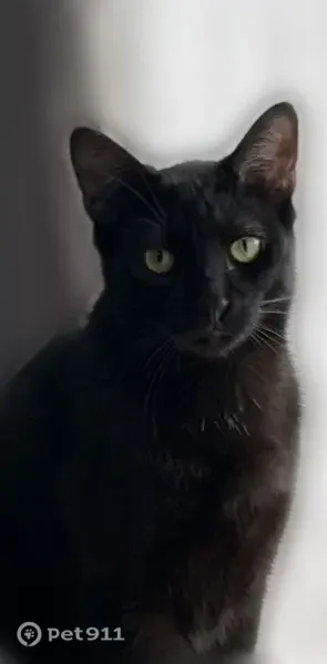 Lost cat, Encore Village, Schaumburg — skinny, very shy male - photo