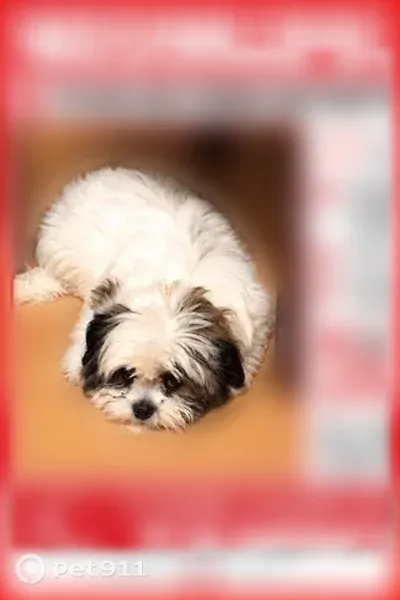 Lost Dog, Southwest 37th Terrace, 3001, West Park — female Bichon/Shih Tzu mix with brown patch - photo