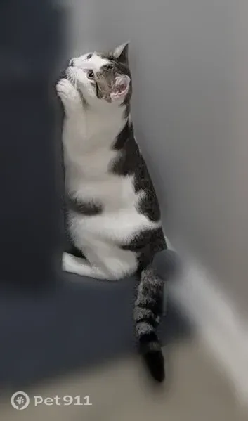 Lost male cat, 37th Street, 1514, Cleveland — mostly white with striped spots - photo