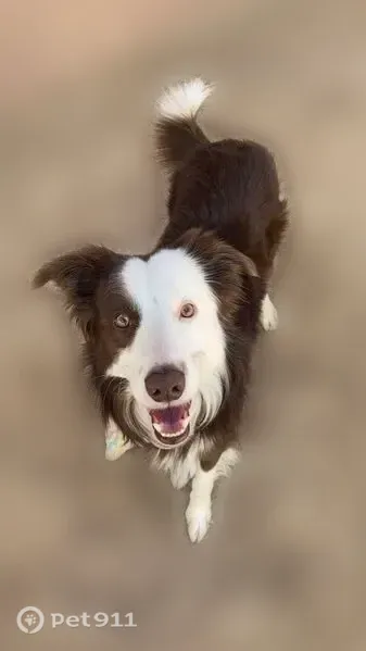 Lost dog, Mirabel Street, 619, Farmington — male with white socks and a white chest spot - photo