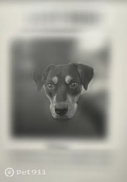 Lost female dog, 4th Street, 2091, Hughson — white patch on chest - photo