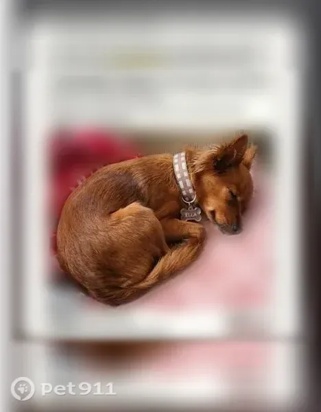 Lost Dog, West Main Street, 815, Centralia, Seattle — female with crimped ears - photo