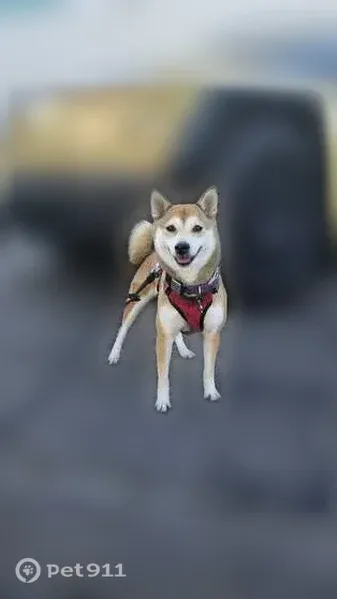 Lost dog, Gowdy Avenue, 23899, Lake Forest, Lake Forest — female red Shiba Inu - photo