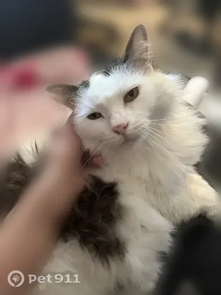Lost cat, male, Stilley Road, 4563, Whitehall, Pittsburgh — fluffy white coat with a smiley-face pattern - photo