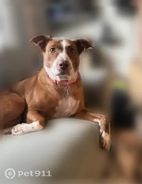 Lost dog, Milwaukee Avenue, 67, Bethel, Cambridge — female mixed breed with white face and brown freckles - photo