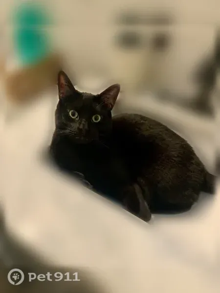 Lost cat, male, Lake Ronkonkoma, New York, Lake Ronkonkoma — black cat with extra front toes - photo