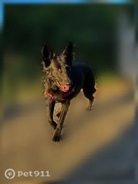 Lost dog, Green Hills Avenue Northeast, 5326, Tacoma — female black GSD with a pink harness - photo