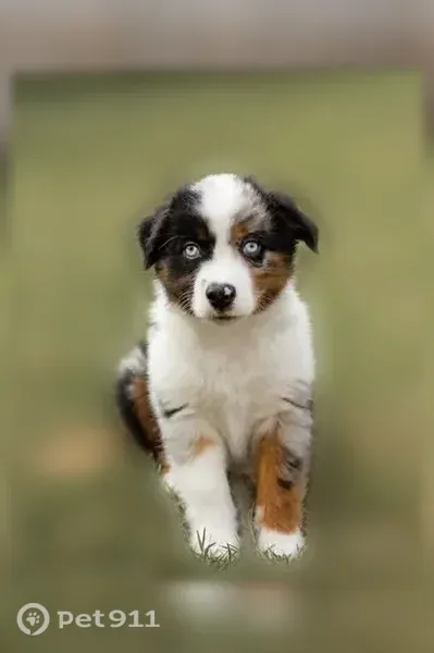 Lost dog, Indian Creek Road, 2131, Brownwood — 3-month-old blue merle male puppy - photo