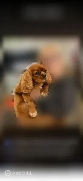 Lost male dog, Hudson Road, 237, Bolton — 5-year-old brown dog - photo