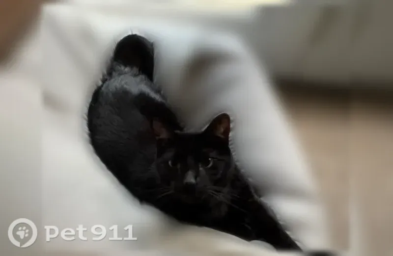 Lost cat, male, Broadway Village Drive, Columbia — very friendly - photo