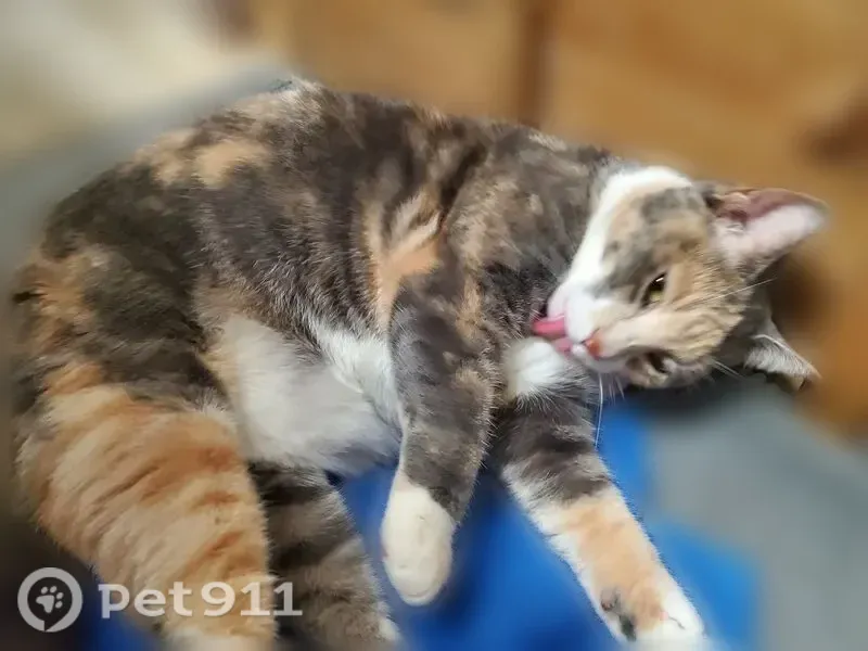Lost cat, Lake Breeze Drive, 7, Danbury — indoor calico, friendly but dislikes being picked up - photo