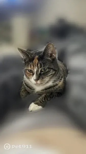 Missing cat Female, Spokane (usl546891) - photo
