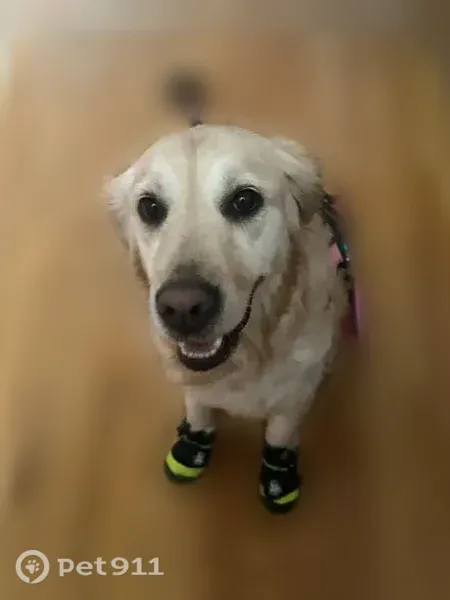Lost dog, South Dobson Avenue, 7805, Arlington — friendly female with a golden-white coat - photo