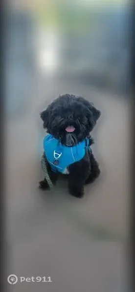 Lost dog, Tonopah, Arizona, Phoenix — male, blind Shih Tzu mix - photo