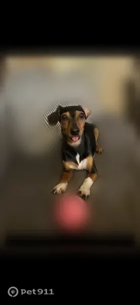 Lost female dog, Interstate 30, 11174, Benton, Benton — white socks on front paws - photo