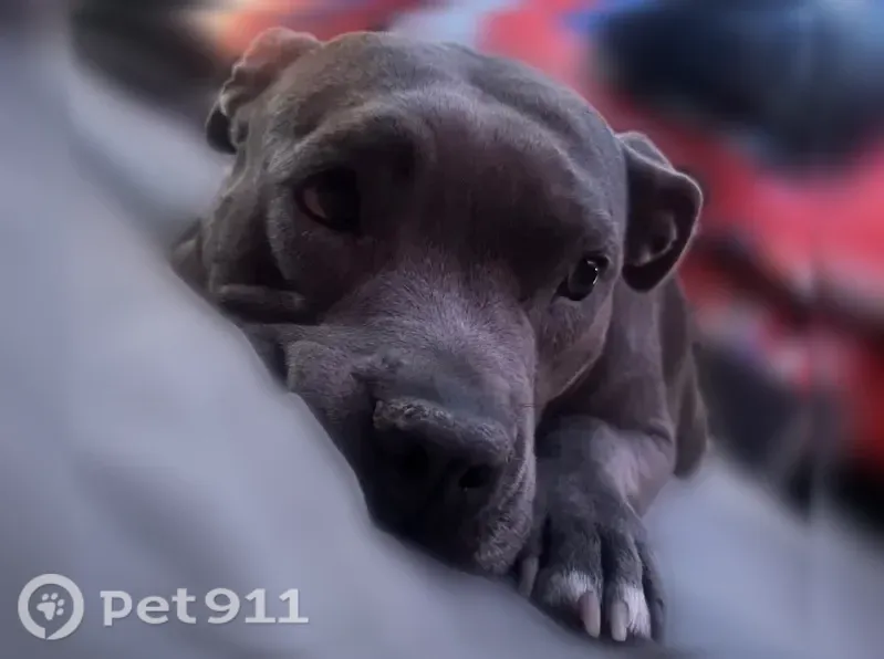 Lost female dog, Sage Road Southwest, 8123, Albuquerque, Albuquerque — grey with white chest marks - photo