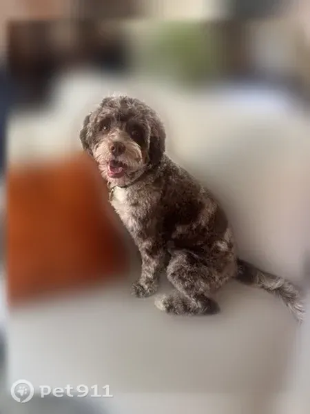 Lost dog, Pilot Mountain Way, 674, Mableton — male, shy and friendly - photo