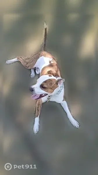Lost dog, 2nd Avenue Northwest, 6, Dilworth, Dilworth — male pit bull mix - photo
