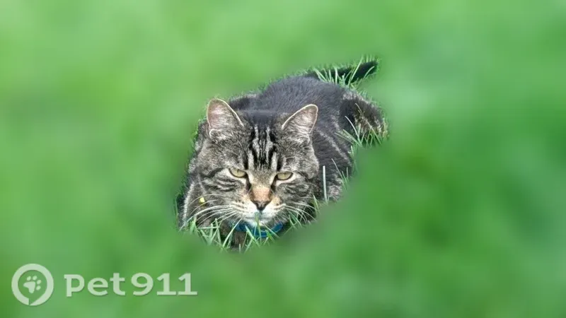 Lost cat, Golf Drive, 3491, Green Bay — male with a white patch on his back leg - photo