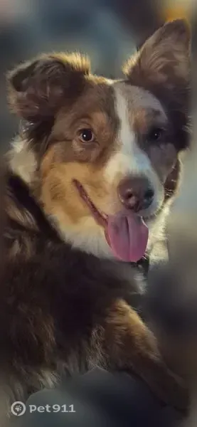 Lost female dog, Chalfont Drive, 941, Sun Prairie — red merle Australian Shepherd - photo