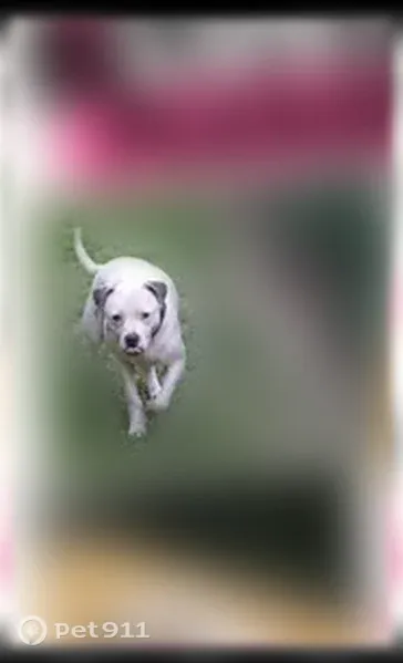 Lost dog, County Road 1439, Mississippi, Mooreville — female white pit with blue ears - photo