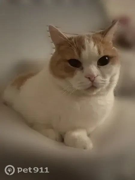 Lost cat, North Roxbury Drive, 512, Manhattan — male Munchkin with white fur and orange markings - photo