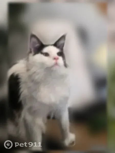 Lost male cat, North Cll Loma Linda, 8801, Tucson — black smoke and white Maine Coon - photo