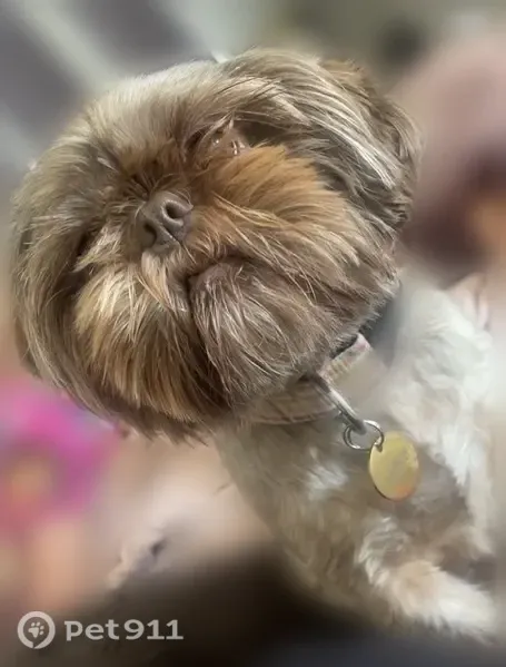 Lost female dog, Pittston Boulevard, 5121, Laurel Run — chocolate coat, short tail - photo